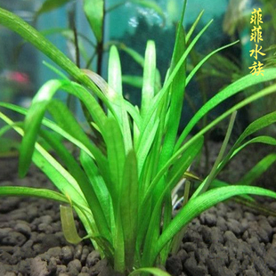 水草 小水兰 水下叶 非迷你水兰 易养活 进口小水兰 活体水草 草缸
