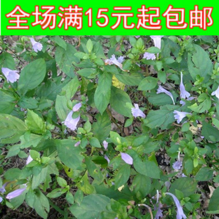 板蓝根种子 大青根阳台庭院盆栽种植四季播易种草药种子
