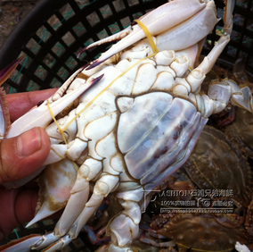 石浦新鲜海鲜 鲜活梭子蟹 母螃蟹 野生海蟹红膏蟹 1份2只约450克