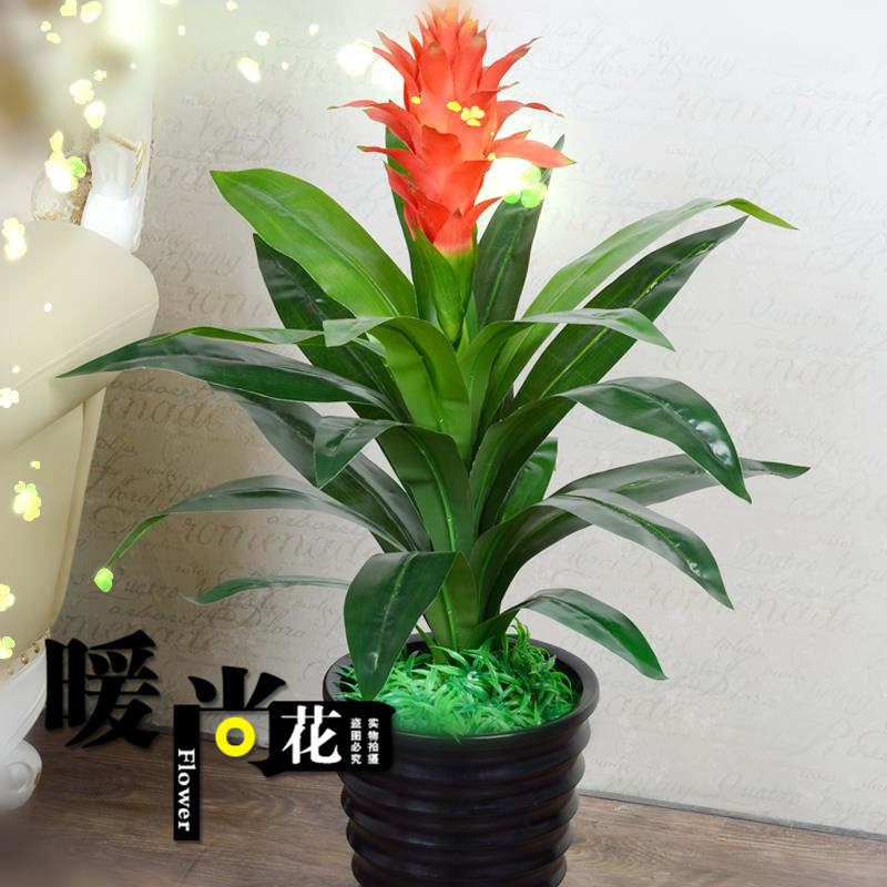 凤梨]空气凤梨怎么养评测 空气凤梨怎么繁殖图