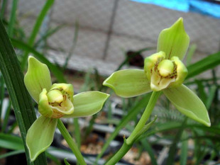 正品[清秀外套]奇迹暖暖清秀佳人评测 乔清秀图