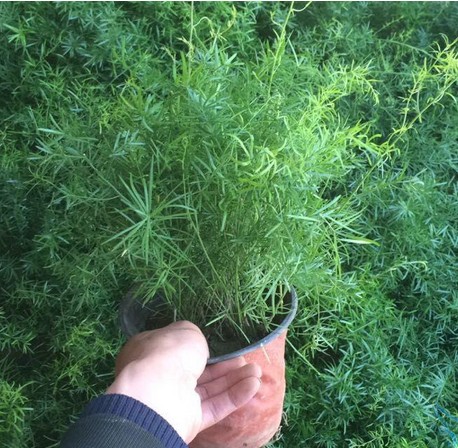 室内花卉盆栽药材植物 天门冬花苗 净化空气.盆栽做垂吊也很漂亮