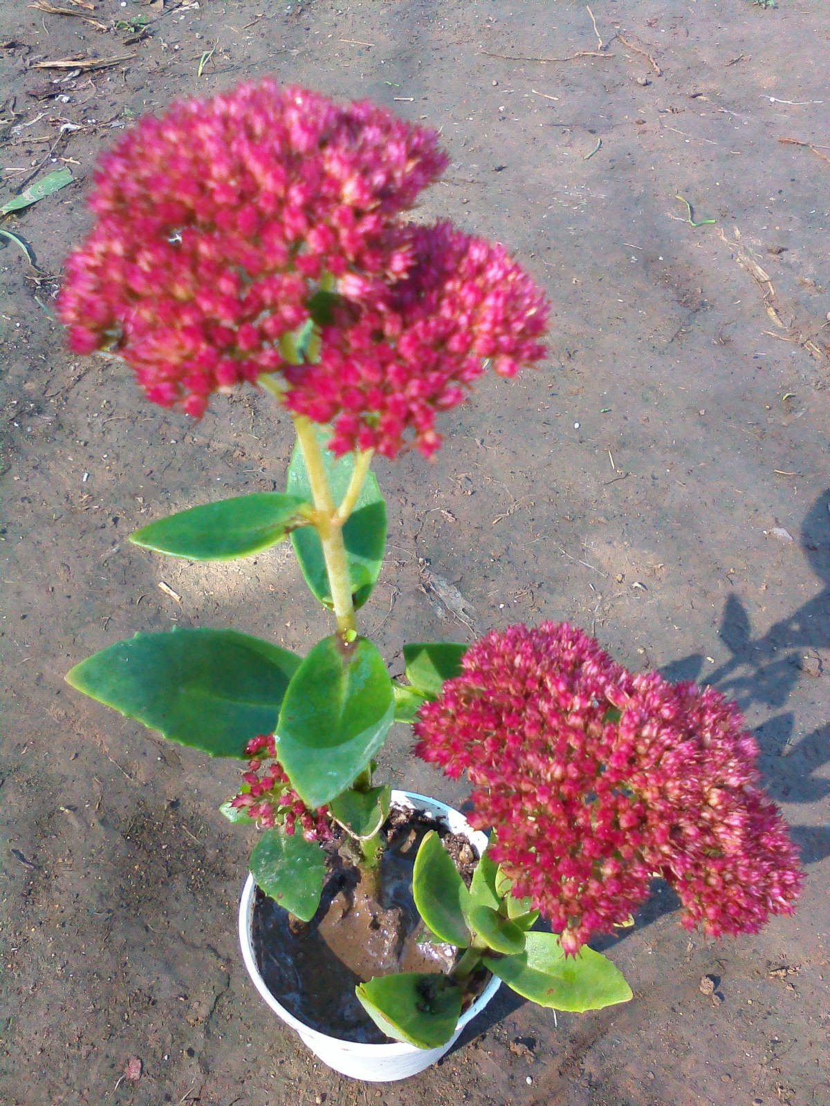 红花八宝景天 耐寒耐热 抗旱 多年生 花境盆栽观赏