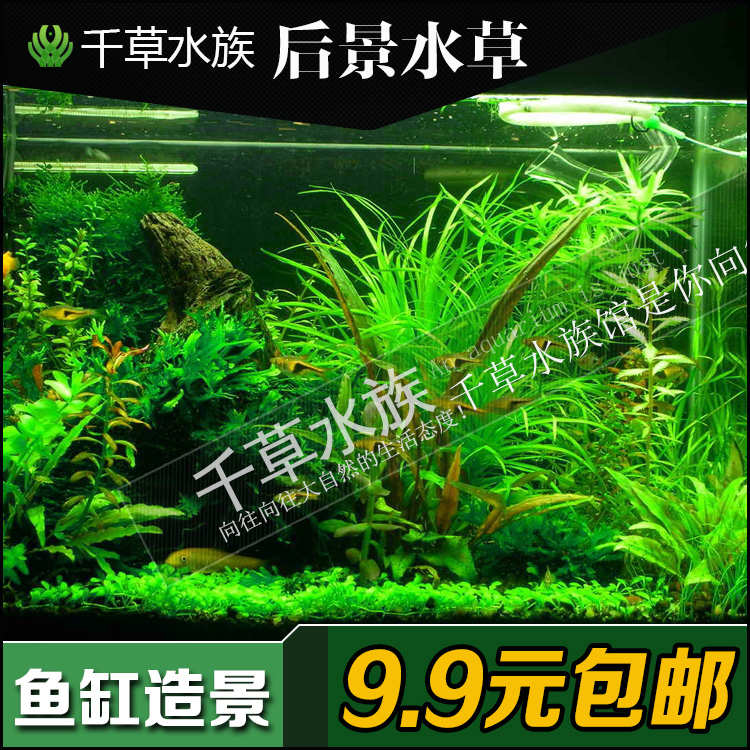 后景真水草鱼缸水草造景装饰水族箱植物布景套餐绿菊宝塔宫廷丁香