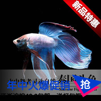 半月斗鱼母鱼_半月斗鱼母鱼图片素材