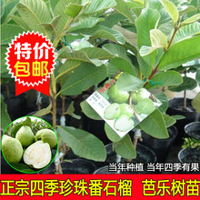 当年结果 正宗台湾四季珍珠番石榴苗 红心西瓜芭乐树苗 番石榴苗