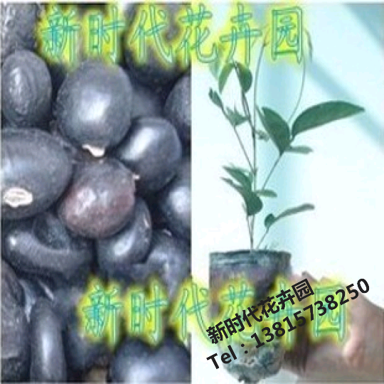 牛大力种子 牛大力种苗 大力薯种子山莲藕大力薯南方人参货到付款