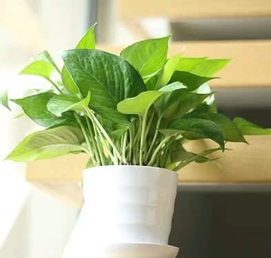 大绿萝花吊兰办公室内装修乔迁吸甲醛净化空气