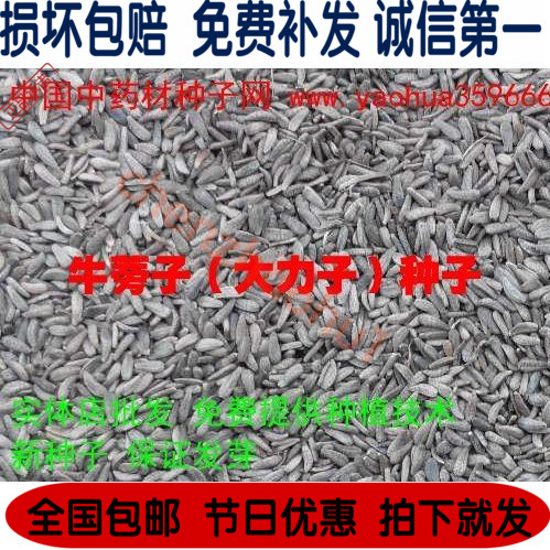 牛蒡子大力子种子优质纯新药材种子