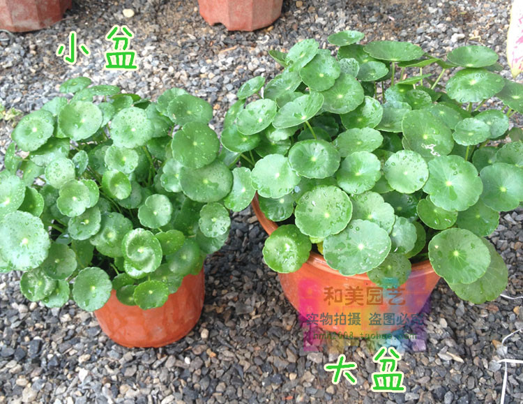 【铜钱草】盆栽 金钱草 水培植物 四季常绿 大苗整盆带土带叶发货