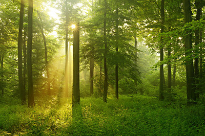 自然山水风景画公园阳光日出森林树林树木海报田园风景装饰壁画12