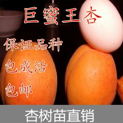 杏树苗嫁接 正宗巨蜜王杏子苗 当年结果 南方北方种