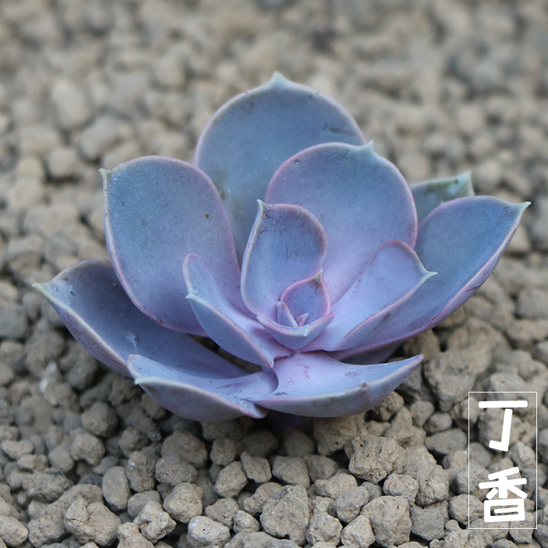 近花缘 多肉植物 丁香 花卉绿植多肉小盆栽盆景净化空气植物