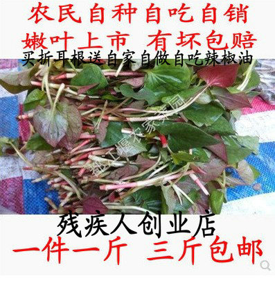 四川特色新鲜蔬菜鱼腥草折耳根叶鱼腥茶狗心草狗点耳猪屁股猪鼻孔