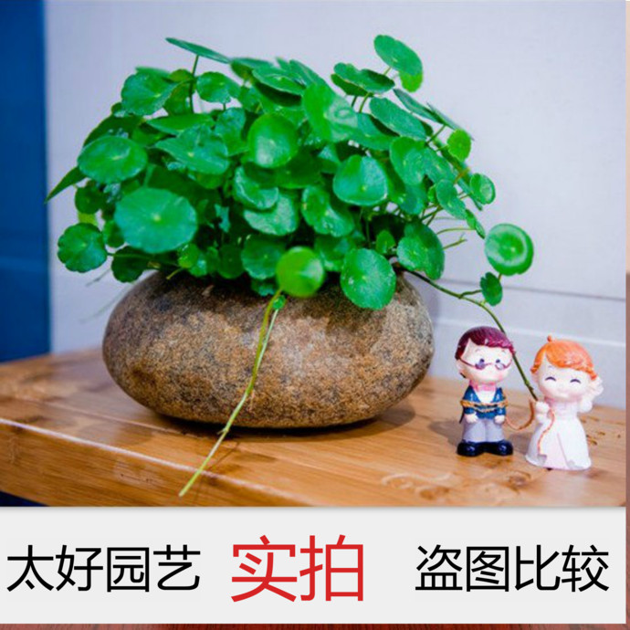 室内阳台办公桌水培铜钱草根种子金钱草盆栽绿植花卉草根茎苗套餐