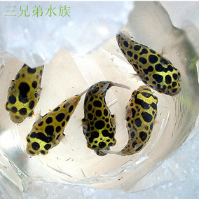 正品[潜水艇鱼]潜水艇鱼怎么养评测 潜水艇鱼能