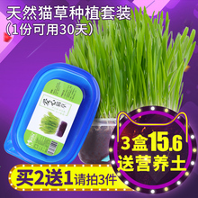 猫零食猫咪去毛球猫草天然大麦猫草种子带盆送营养土 猫草种植套装