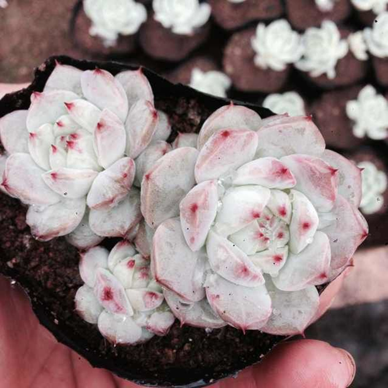 正品[水木社区 二手房]水木社区二手房交流评测