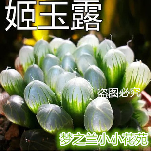 小柒农场 冰灯玉露杂交y1 多肉植物 十二卷 品相好 一物一拍 特价