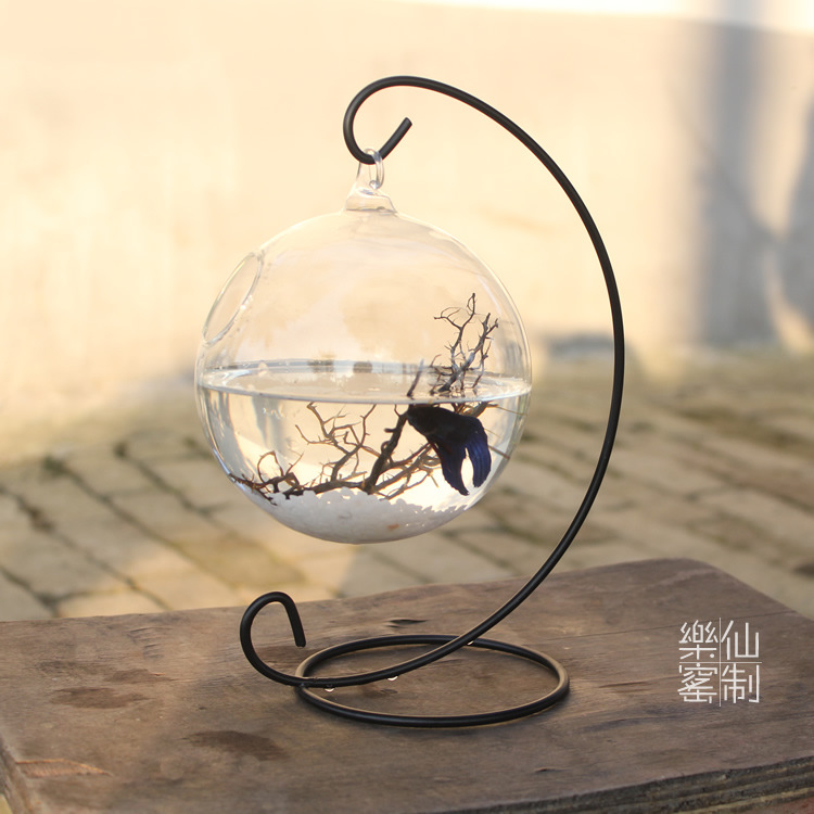 正品[斗鱼半月黑]泰国斗鱼半月评测 半月斗鱼烧