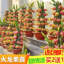 当年结果 包邮 红肉火龙果树苗 红心火龙果苗盆栽南北方种植果树苗