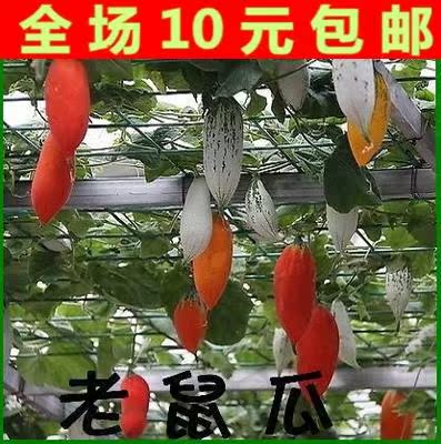 老鼠瓜种子 补血健胃 阳台种菜 庭院观果食用蔬菜种子