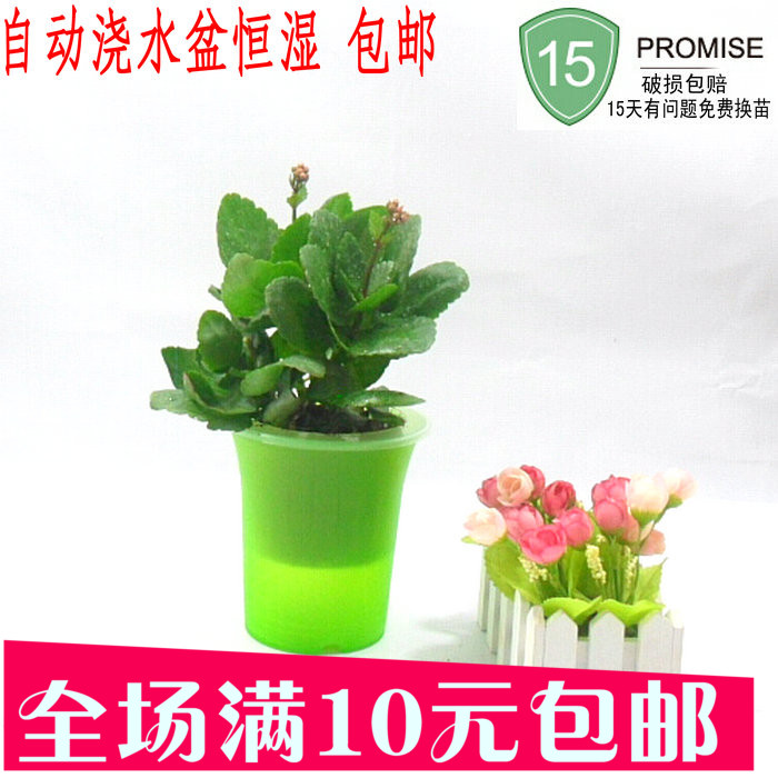 长寿花盆栽植物净化空气花卉四季长青室内绿植花草苗自动浇水包邮
