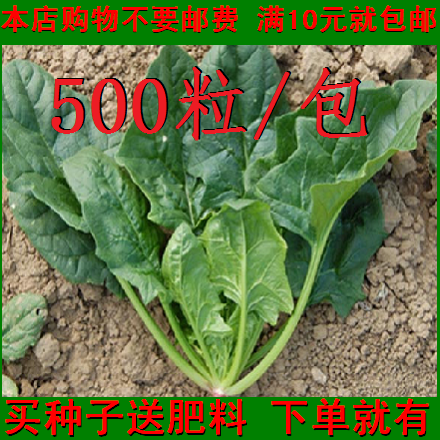菠菜种子 家庭蔬菜种子 阳台盆栽叶菜种子 补血补血蔬菜 四季播种