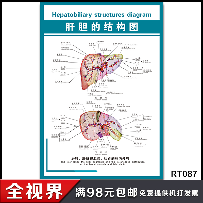 肝胆的结构图肝叶肝段和血管胆管的肝内分布示意图人体器官解剖图