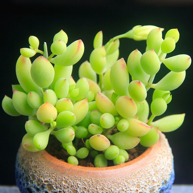 正品[多肉植物图鉴]多肉植物图鉴大全评测 名贵