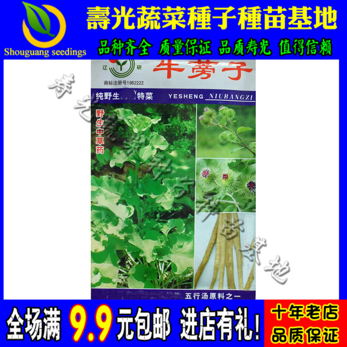 大力子牛蒡子种子 野生特菜  养心养性降血压疏风散热 腌咸菜亦可