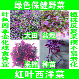 红叶西洋菜 红枸杞菜 豆瓣菜 保健营养特菜 阳台盆栽
