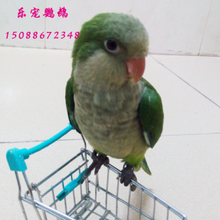 蓝和尚 胖嘟嘟的,收养首选! 绿和尚鹦鹉