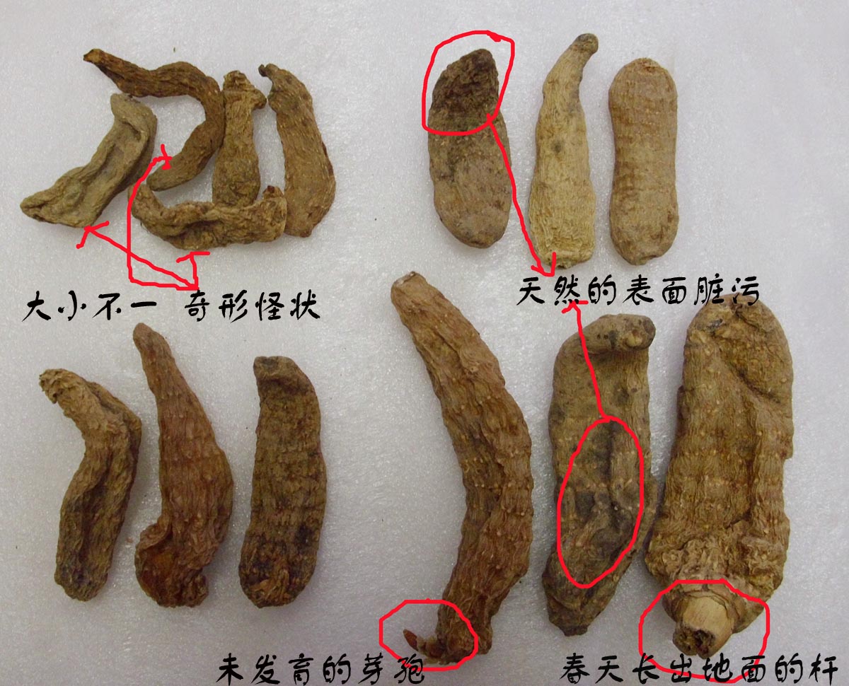 神农架野天麻 纯野生天麻 乌杆天麻 野生天麻 天然无硫