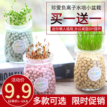 Ecoey迷你小盆栽微景观DIY桌面创意小花农办公室水培陶粒人气植物