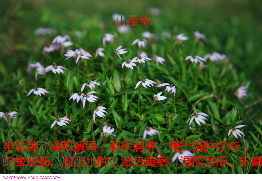 山里宝现采新鲜野生半边莲蛇利草细米草 鱼尾花半边菊可发顺丰