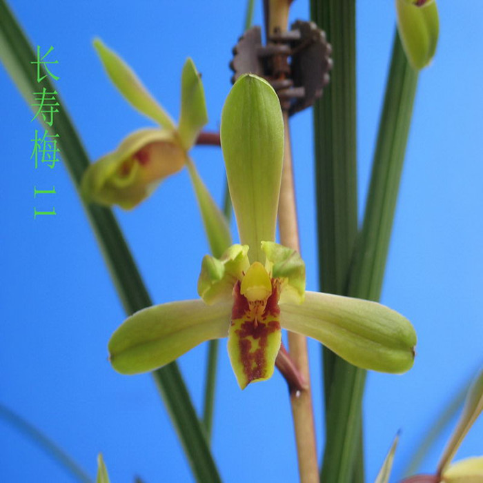 长寿梅兰花苗 蕙兰带花苞 兰草浓香铭品 阳台窗台客厅绿植盆