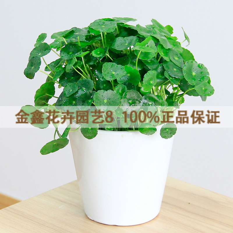 包邮水培植物铜钱草办公室桌面盆栽金钱草花卉室内水养绿植保成活