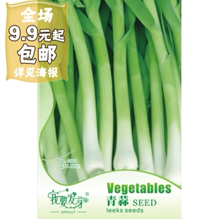我要发芽 蔬菜种子 青蒜种子 扁叶葱 大蒜种子 叶片剑形 50粒/包图片