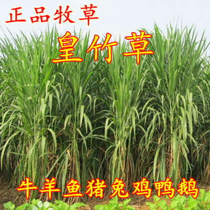 黄竹草牧草种子 皇竹草种子 新型黄竹草种子 高产量 包发芽率