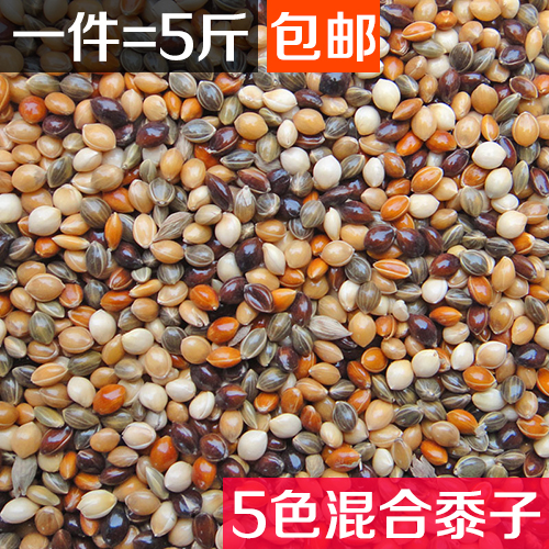 虎皮牡丹玄凤中小型鹦鹉鸟食饲料五色黍子鹦鹉混合营养粮谷子包邮