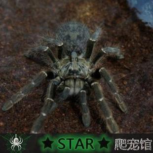 star爬宠 斜角巴布宠物捕鸟蜘蛛活体 4l幼体 1cm