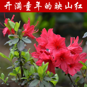 正品[映山红苗]映山红原唱评测 图片_惠惠购物