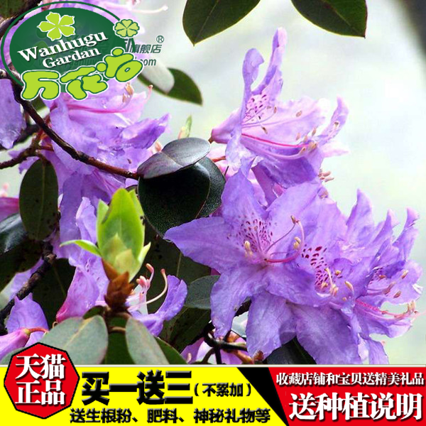 【紫光杜鹃花苗】庭院阳台居家室内花卉杜鹃花西洋盆栽盆景植物