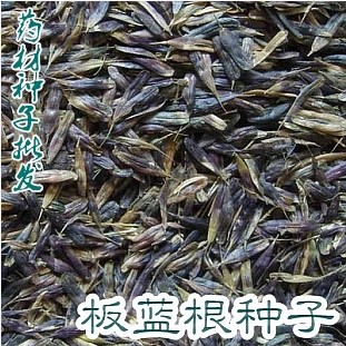 中药材种子 大叶板蓝根种子批发 纯新籽 蓝靛青 大青叶