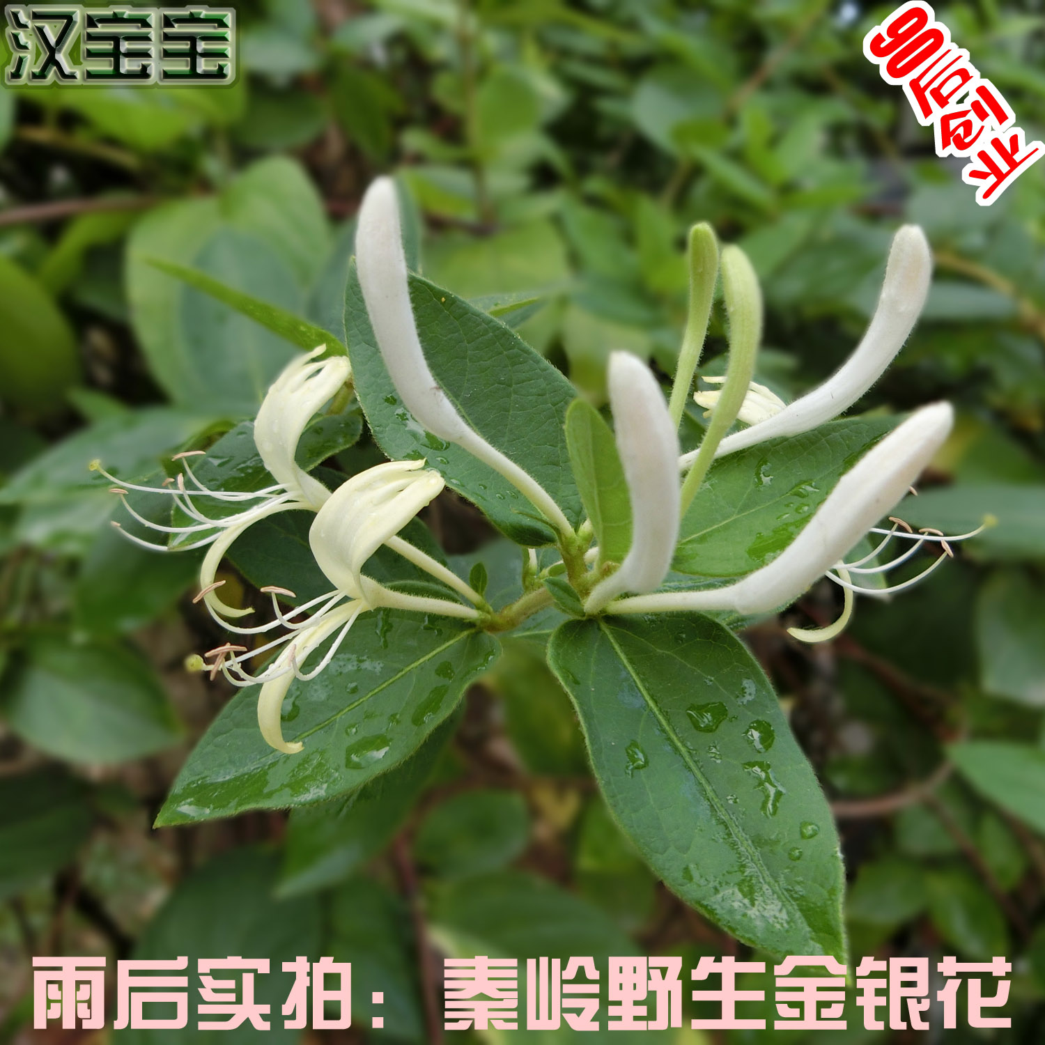 秦岭野生金银花特级金银花茶农家自采金银花干货抗菌清热两件包邮