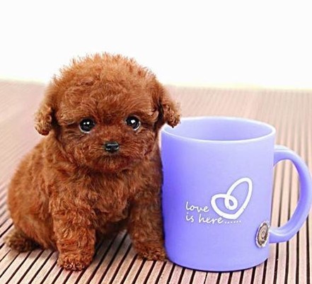 正品[泰迪熊有多少颜色]颜色搭配表评测 颜色的