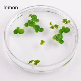 正品[小浮萍]小浮萍怎么养评测 浮萍是什么意思