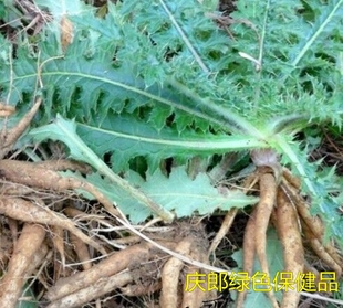 野生新鲜大蓟根马蓟虎蓟刺蓟山牛蒡苗 通而不畅 中青草输卵管不通