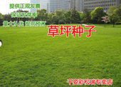 不修剪四季青草坪種子矮生百慕大草种籽绿化草皮種子耐寒草坪種子